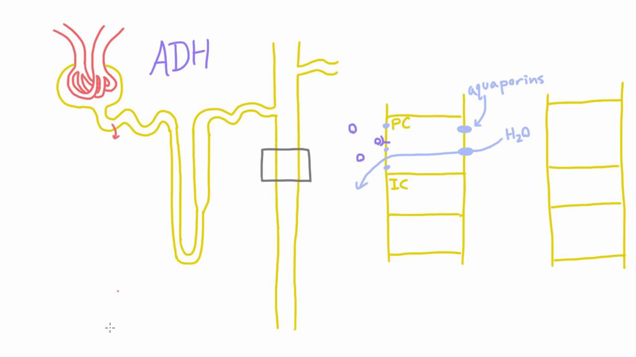 How does Antidiuretic Hormone (ADH) work