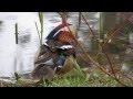 Утка-мандаринка (Aix galericulata). Украинское село. Mandarin duck ...