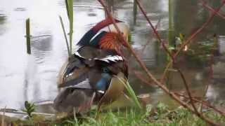 preview picture of video 'Утка-мандаринка (Aix galericulata). Украинское село. Mandarin duck'