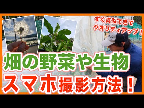 蝶が花にとまるまでには、しばしば待たなければなりません