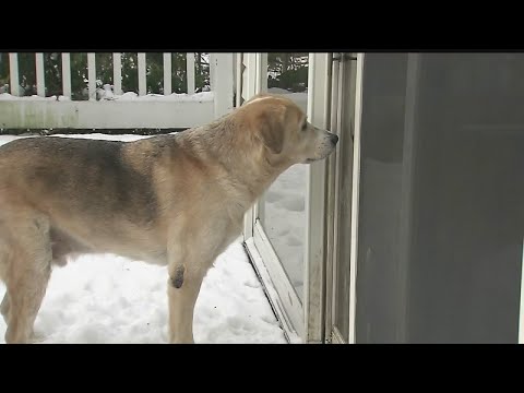 How pets feel the cold compared to humans