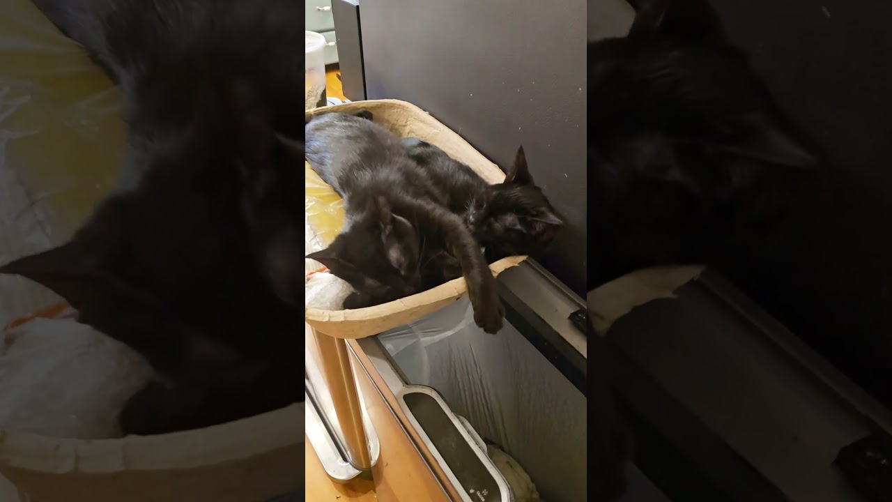 Enlarge Chirpa, an adoptable Domestic Short Hair in Lacey, WA video 3/3