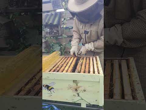 12-7-2025 @topkast #controle op #brias