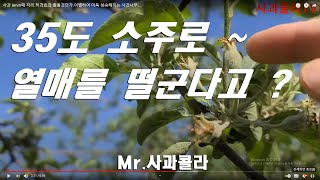 [사과재배] 열매가 너무 많아요 ㆍ적과제 살포 시기ㆍ방법. 결실 많은 농가 해당