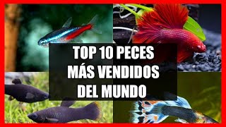 😱TOP 10 Peces más VENDIDOS en el MUNDO de la ACUARIOFILIA🌍