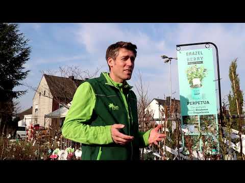 Heinsberg schafft mehr - im Garten! 🌳 Beeren richtig pflanzen
