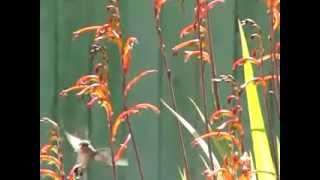 FRANK ZAPPA ... SLOW BIRD