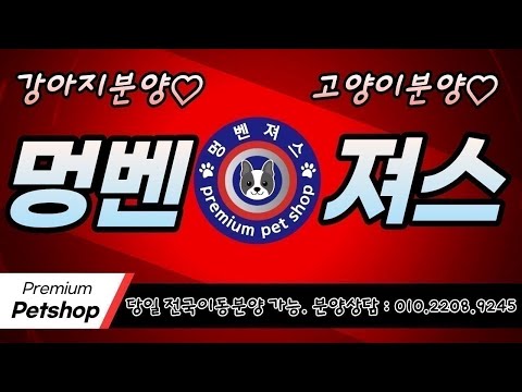 강아지분양 멍벤져스 인천본점 라이브 방송 #고양이분양 …