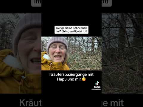 Der gemeine Schneeball ist nun rot und sehr lecker