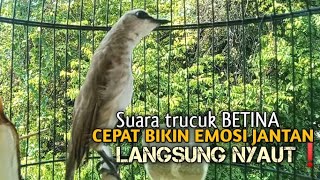 Download lagu Trucuk BETINA memanggil Jantan Suara Birahi Ngecuplik 100% pancingan trucukan gacor agar BUNYI EMOSI mp3