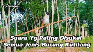 Download lagu Pikat kutilang MUDAH HUTAN gacor memanggil lawan, semua kutilang langsung ngumpul🦅 mp3