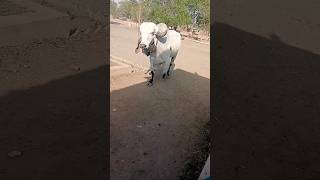 Download lagu Arjun Bull 🐂#bull #bulldog #youtubeshorts #youtube #ytshort #shortsfeed #shortsvideo #shorts #viral mp3 Download lagu Arjun Bull 🐂#bull #bulldog #youtubeshorts #youtube #ytshort #shortsfeed #shortsvideo #shorts #viral mp3
