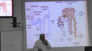 2-Phsio kidney 18/2/2016 Dr . Ibrahim (types of nephrons till innervation of renal vessel)