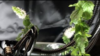 Dank Plant Trapped in The Matrix