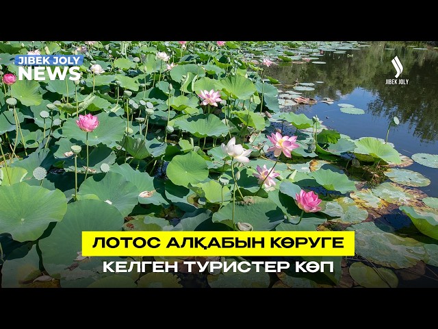 Lotus fest - 2026 халықаралық фестивалі өтті