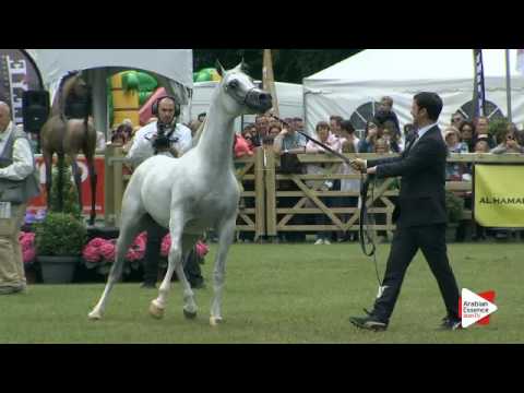 N.282 ZAIN AL DEAN - Bruges 2016 - Straight Egyptian Senior Stallions (Class 117)