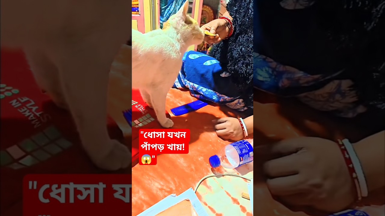 ধোসার এই কাণ্ড দেখে হাসতে বাধ্য হবেন! 😂 #shorts #catlovers10m #dhosathecat #funnycat