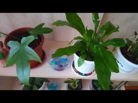 Комнатные цветы . Мой зеленый уголок.