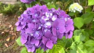 紫陽花  iPhone12Pro 撮影