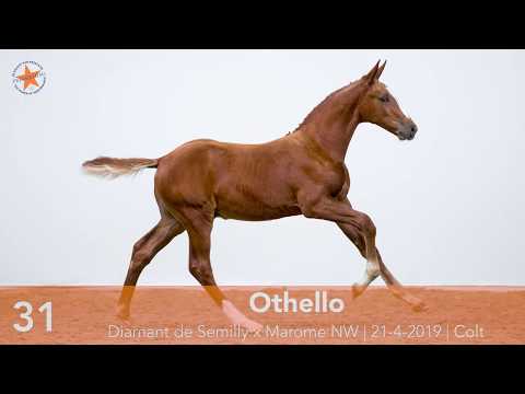 31. Othello (Diamant de Semilly x Marome NW) - www.prinsjesdag.eu