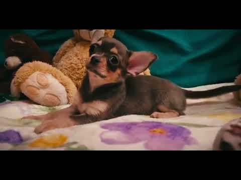 Chihuahua Welpe kaufen
