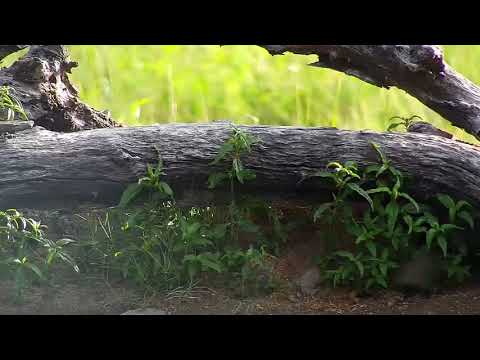 Djuma: Water Thick-knees and Water Monitor Lizard - 07:18 - 03/13/19