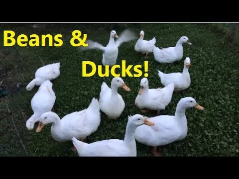 Last of the Borlotti Beans | 50 Days of Harvest, Day 20.