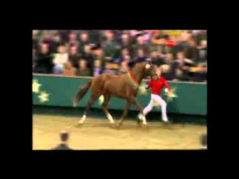 DON JUAN DE HUS site.mp4