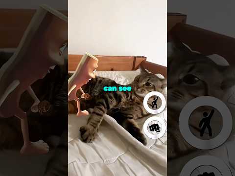 Cats Can Actually See Snapchat Filters 🤯