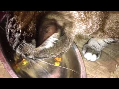 9Lives Plus Care Cat Food Kibble Eating Demonstration