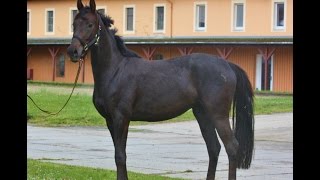 Video von Rubina's Dream