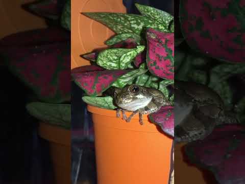 紫色のヒキガエル 植物