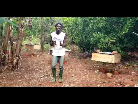 Пчеловодство. Веселый пчеловод с Бразилии. Приколы. Юмор.  #Приколы #Юмор  #Пчеловодство #Shorts