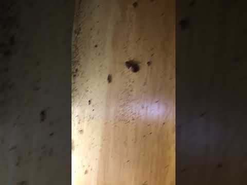 download lagu mp3 mp4 Long Island Cockroach, download lagu Long Island Cockroach gratis, unduh video klip Long Island Cockroach