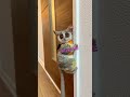 Baby Bush Baby JUMPS at Camera