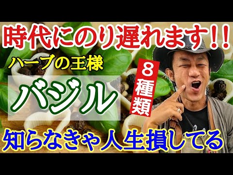 タイバジル 植物