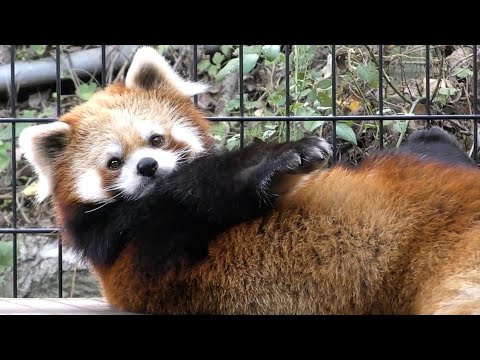 Cute Red Panda Playing With Human