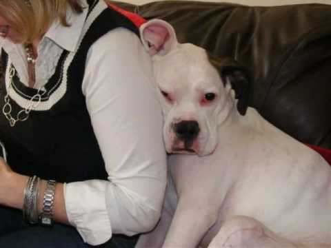Eve Adopt A Boxer Rescue