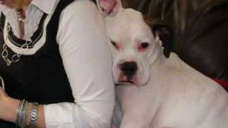Eve - Adopt a Boxer Rescue