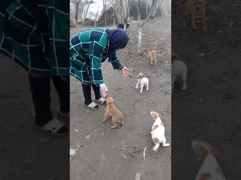 Gigi boscu caldarasti 2020