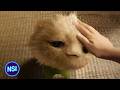 New Pet Alien CJ7