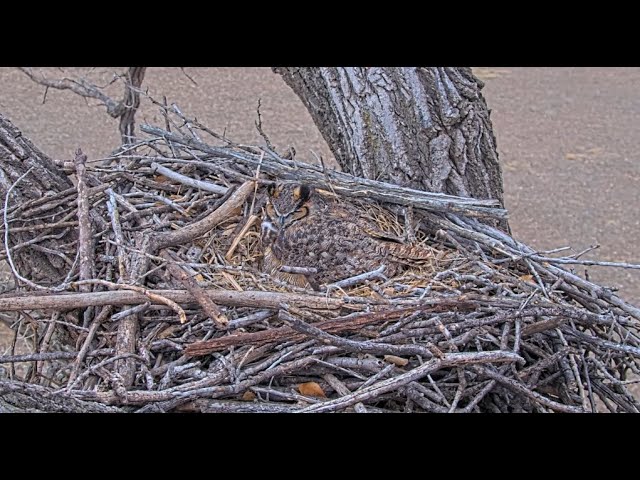 Live webcam view of Nido de Búhos Cornudos Bonnie y Clyde
