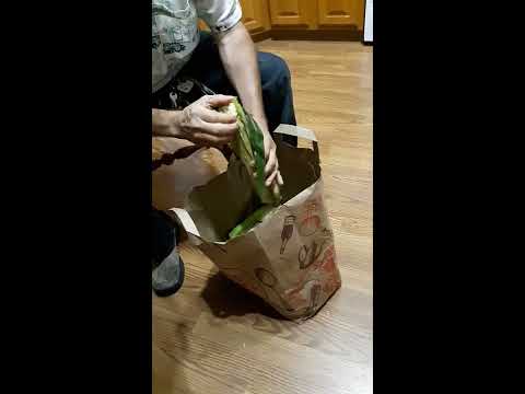 Shucking Corn with aid of knife, demonstrated by true Cornhusker