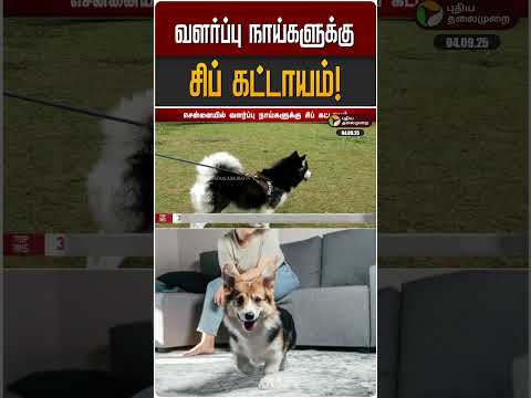 வளர்ப்பு நாய்களுக்கு சிப் கட்டாயம்! | Pet Dogs | Chennai