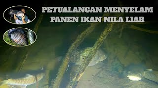 Download lagu Spearfishing: Asli aksi seru panen ikan nila liar di sungai malam hari #nightspearfishing mp3 Download lagu Spearfishing: Asli aksi seru panen ikan nila liar di sungai malam hari #nightspearfishing mp3