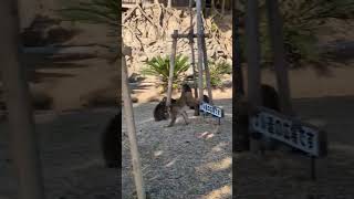 淡路島モンキーセンターじゃれる小猿