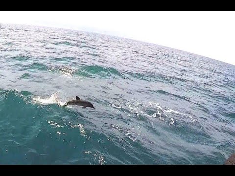 Todesfalle Fischernetz für Delfine im Schwarzen Meer