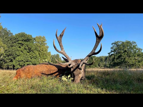 Jagderfolg im Moor - Hirschbrunft in Pommern und Masuren
