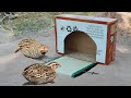 Easy Underground Quick Bird Trap Using Cardboard Best DIY Quail Trap