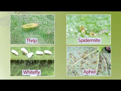 8b. Beneficial Insects (English)